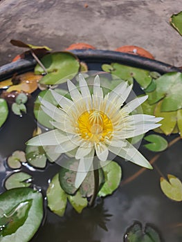 Lotus bee flower beutiful natural