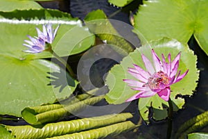 Lotus with bees extracting nectar, honey