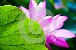 Lotus beind leaf