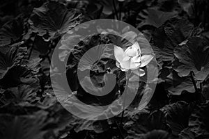 Lotus black and white image