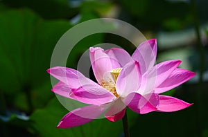 Lotus bloom