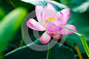 The lotus bloom