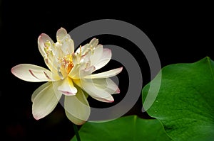 A lotus bloom against a black background with green petals