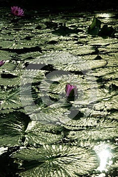 Lotus bloom breaking pond surface early in the morning