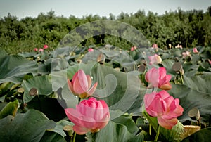 Lotus bloom in delta of Volga river, Russia