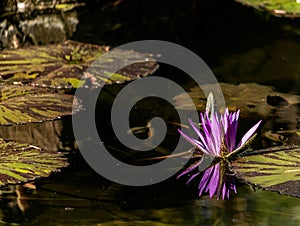 Lotus bloom floating in water, purple magenta blossom reflected in pond, calm serene background for meditation wellness harmony sp