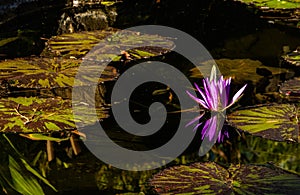 Lotus bloom floating in water, purple magenta blossom reflected in pond, calm serene background for meditation wellness harmony sp