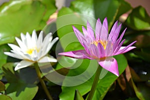 Lotus bloom flower in water / A lotus bloom / Blossom /a lotus leaf/water lilly /