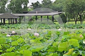 The lotus bloom in the Yangcheng Lake Peninsula at Suzhou, China.