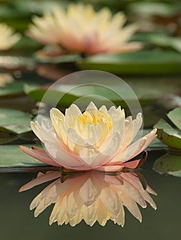 lotus blooming