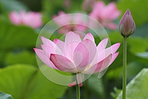 Lotus blooming and bud