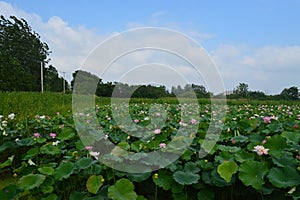 Lotus blooming in the lotus pond