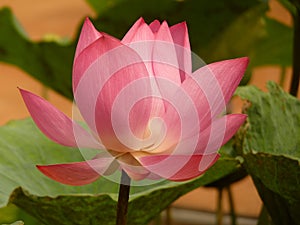 Lotus photo