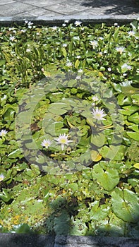 lotus blooms in unison in the pond