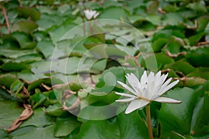 Lotus blossom