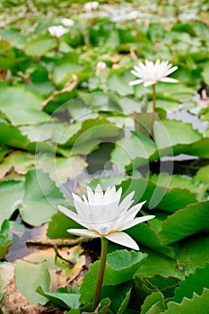 Lotus blossom