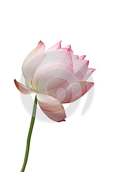 Lotus blossom