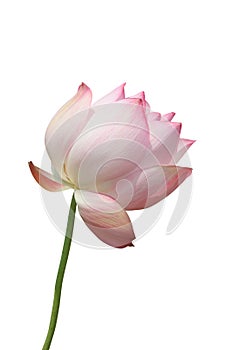 Lotus blossom