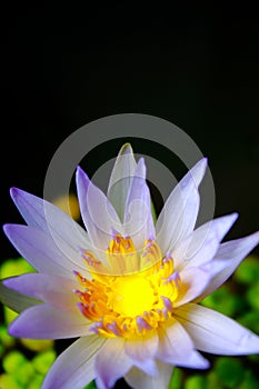 Lotus blossom.