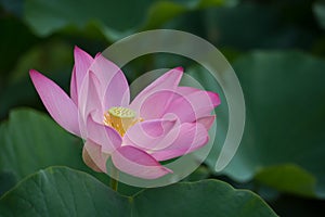 Lotus blossom in green field photo