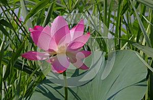 Fiore. chiaro rosa fiore 