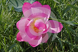 Lotus blossom. Bright pink flower