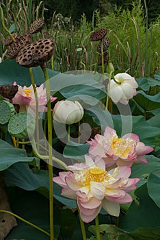 lotus blossom photo