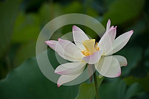 Lotus blossom photo