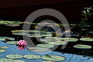 Lotus blossom next to lieing tree