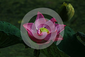 Pink lotus blossom