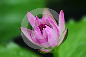 Lotus blossom