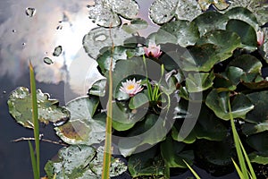 Lotus blossoms. Water Lily. Beautiful lotus flower. Only in nature can you find such big beauty