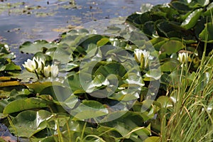 Lotus blossoms. Water Lily. Beautiful lotus flower. Only in nature can you find such big beauty