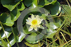 Lotus blossoms. Water Lily. Beautiful lotus flower. Only in nature can you find such big beauty