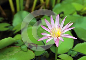 Lotus blossoms or water lily flowers spring bloomi