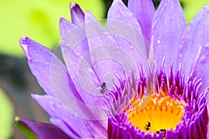 The lotus blossoms and water to lure insects down to the lotus