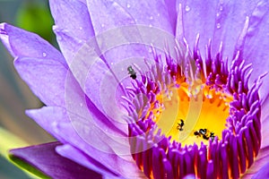 The lotus blossoms and water to lure insects down to the lotus