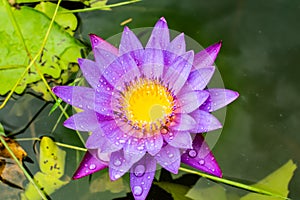 Lotus, blue, flower, water, beautiful, lily, nature, bloom, beauty, flora, blooming, green, pond, yellow, natural, plant, floral,