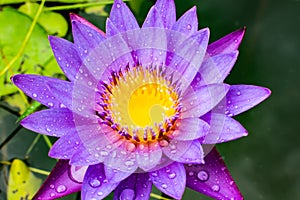 Lotus, blue, flower, water, beautiful, lily, nature, bloom, beauty, flora, blooming, green, pond, yellow, natural, plant, floral,