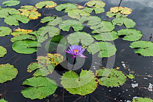Lotus, blue, flower, water, beautiful, lily, nature, bloom, beauty, flora, blooming, green, pond, yellow, natural, plant, floral,