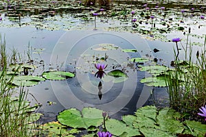 Lotus, blue, flower, water, beautiful, lily, nature, bloom, beauty, flora, blooming, green, pond, yellow, natural, plant, floral,