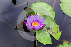 Lotus, blue, flower, water, beautiful, lily, nature, bloom, beauty, flora, blooming, green, pond, yellow, natural, plant, floral,