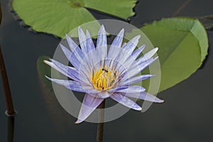 Lotus blue white spot color