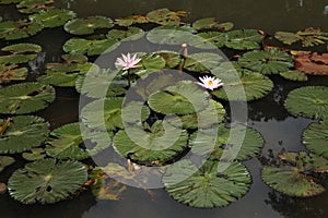 Lotus in the Bogor Botanical Gardens, Indonesia.