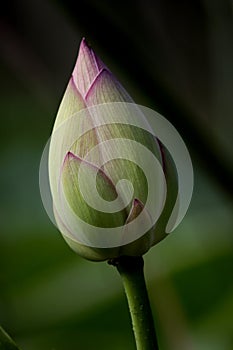 Lotus Bud