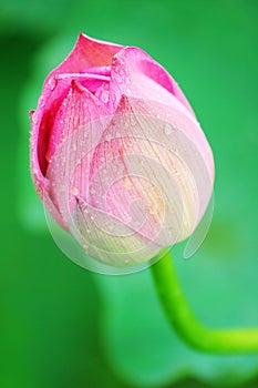 Lotus bud