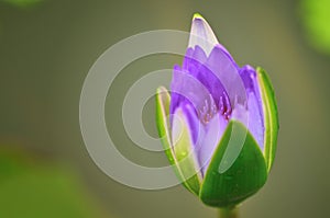 Lotus Bud