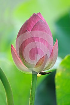 Lotus bud photo
