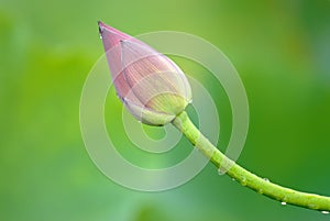 A lotus bud