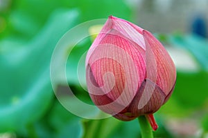 Lotus bud